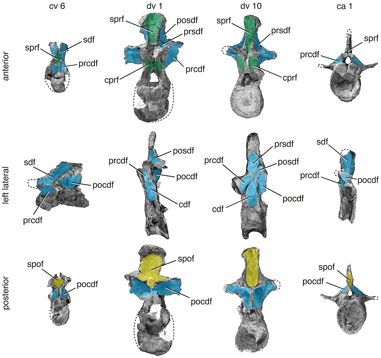 Scientific plate of Tazoudasaurus neck, back and tail vertebrae in multiple views, with anatomical color coding.
