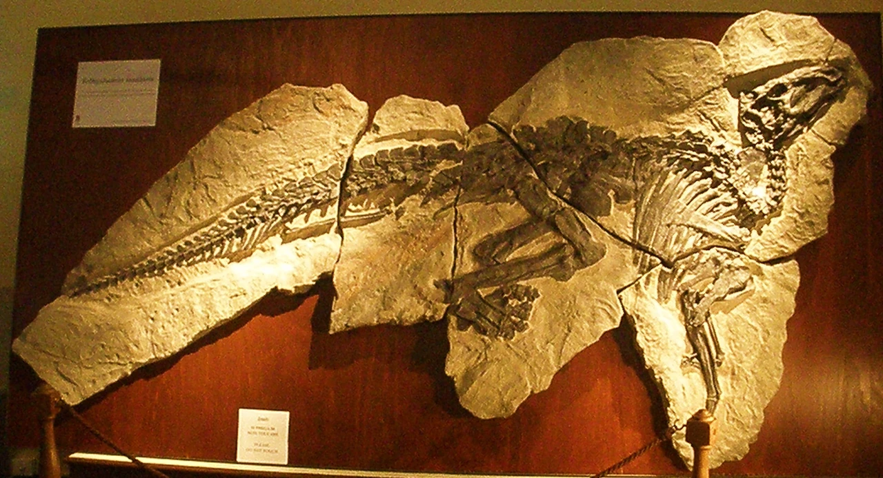 Tethyshadros insularis slab display photographed at Museo Capellini in Bologna, with the incomplete distal tail retained.