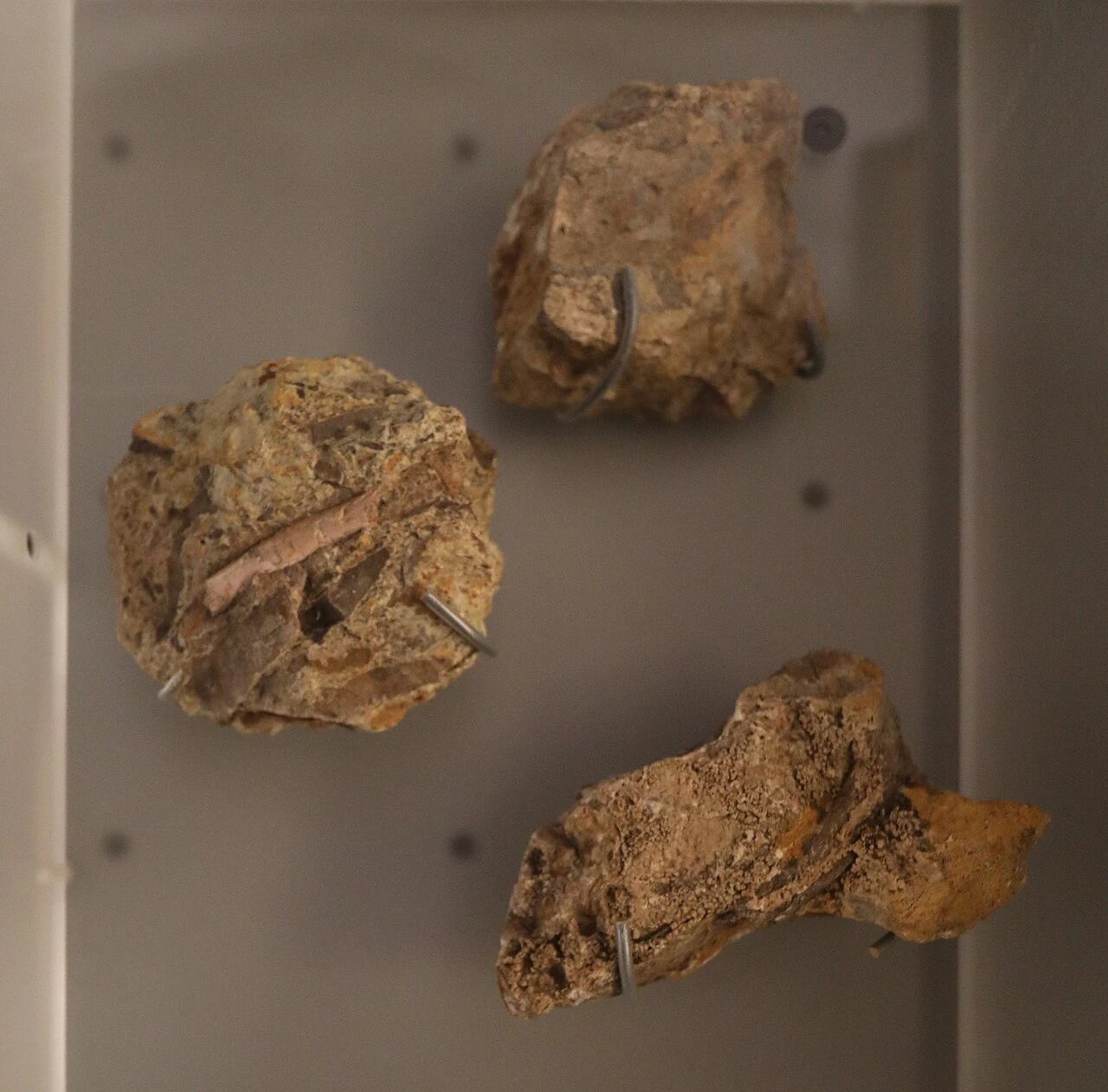 Thecodontosaurus fossil bones in matrix, displayed at Bristol’s M Shed.