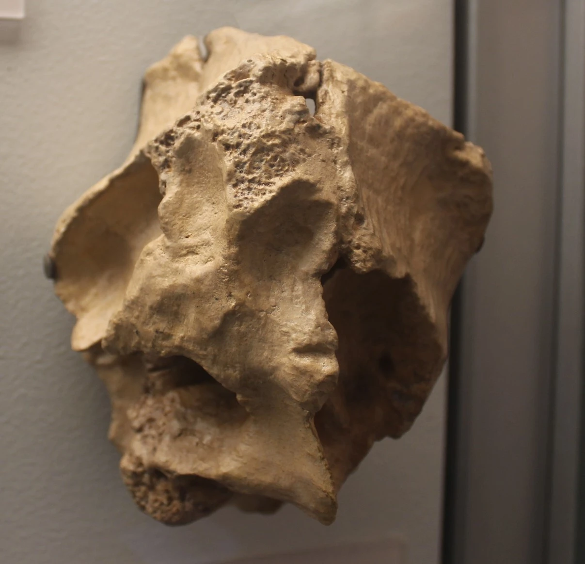 Three-dimensional printed cast of Timurlengia euotica type braincase ZIN PH 1146/16 at Smithsonian NMNH.