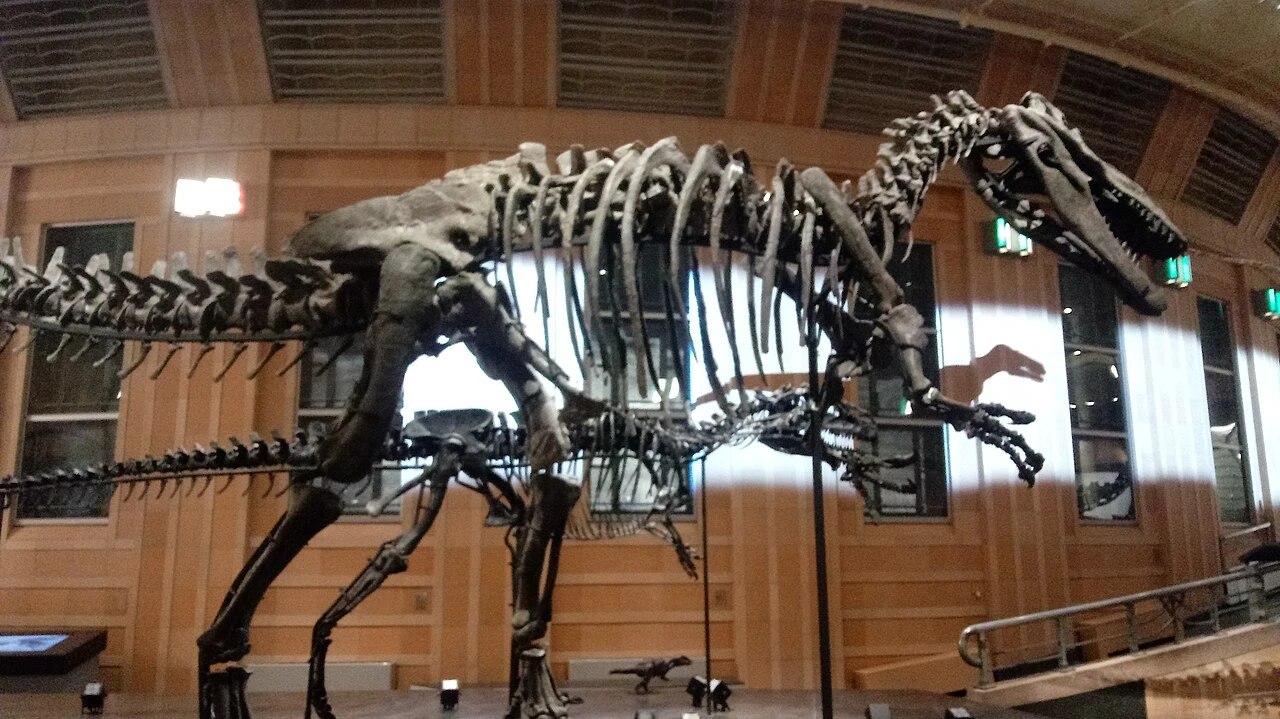 Torvosaurus tanneri skeletal mount at Cincinnati Museum Center, with a deep skull and restored tail.