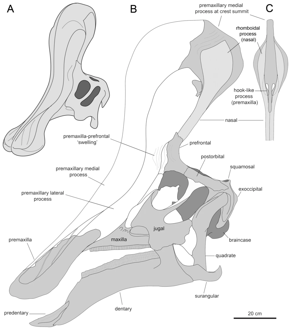 Published 2013 reconstruction of the Tsintaosaurus spinorhinus skull and crest, showing preserved and restored parts.