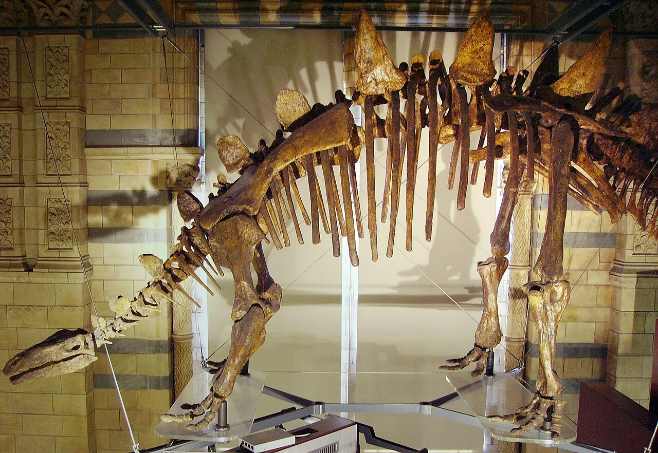 Mounted Tuojiangosaurus skeletal reconstruction with tall triangular plates at the Natural History Museum, London.