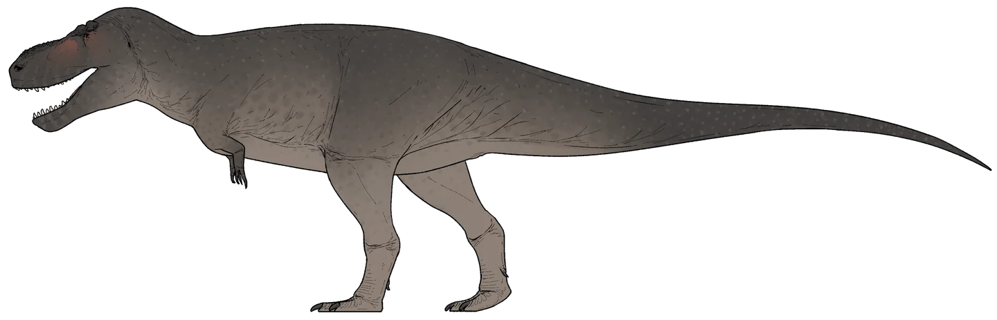 Gray T. rex in side view with an open deep jaw, short arms and a long level tail on white.
