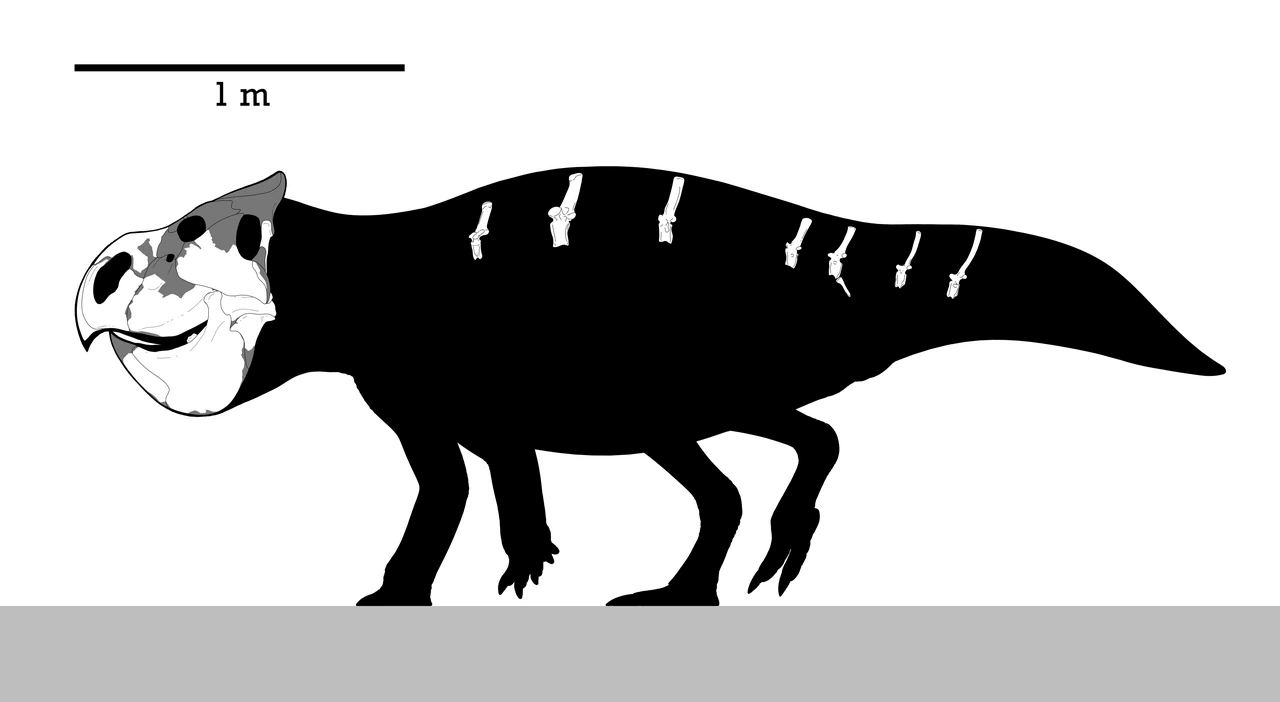 Skeletal reconstruction of Udanoceratops tschizhovi based on holotype PIN3907/11.