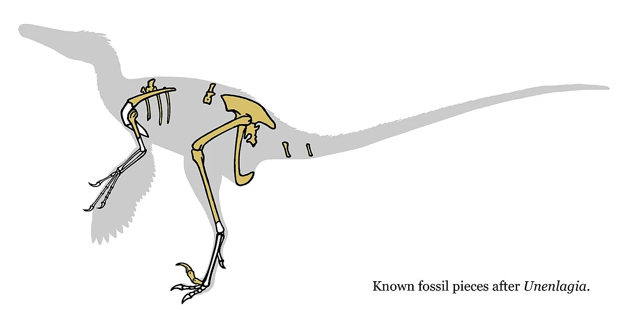 Unenlagia comahuensis known postcranial bones highlighted within a hypothetical body silhouette.