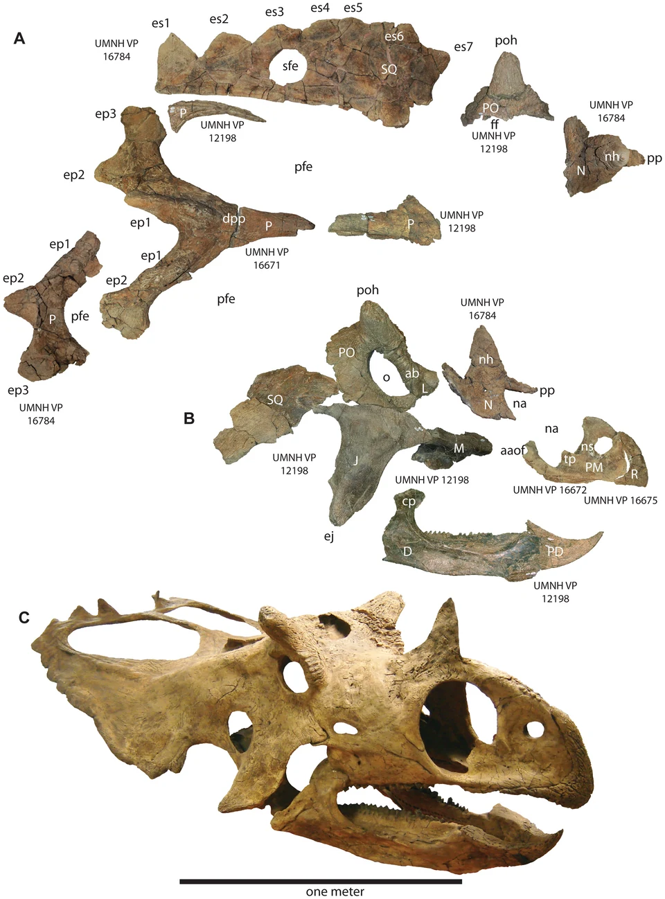 Utahceratops cranial elements and a cast of a restored skull.
