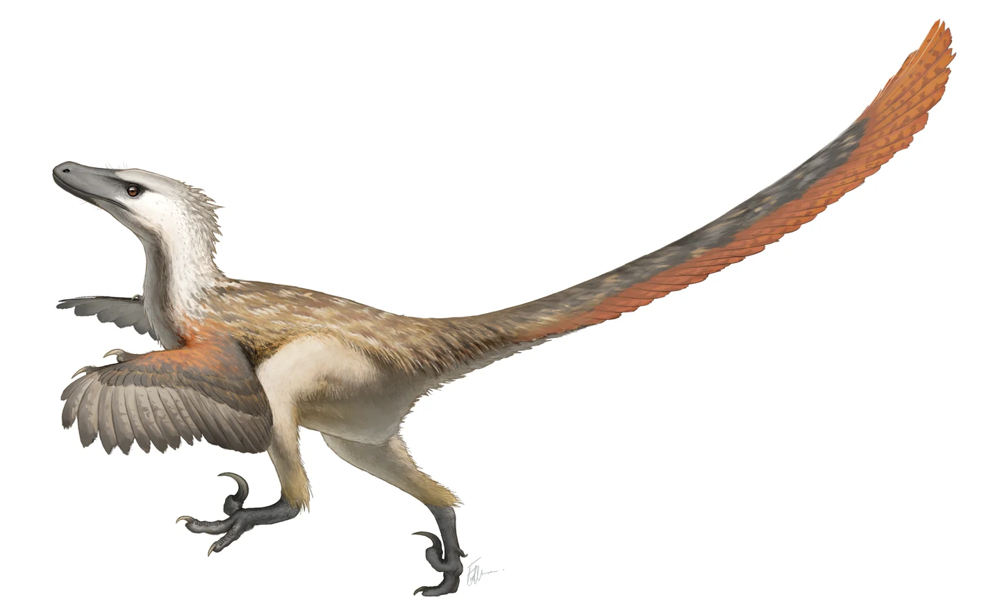 Feathered Velociraptor in side view, with wing-like arm feathers, a long fringed tail and raised second-toe claws.