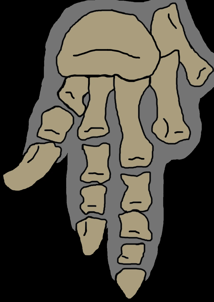 Vulcanodon left hindfoot reconstruction showing contrasting claw forms.