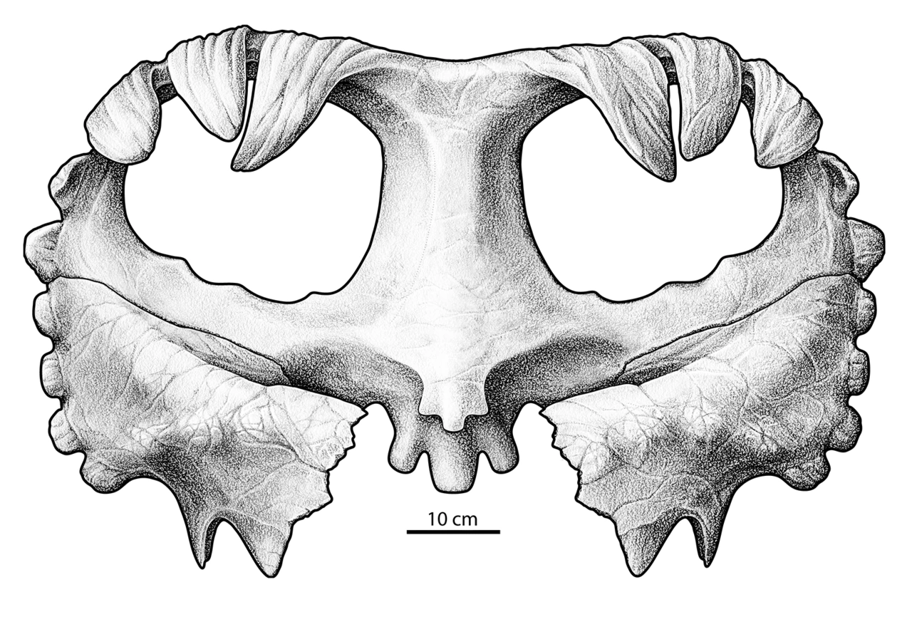 Published reconstruction of the bony Wendiceratops neck frill, with thick curled marginal processes.