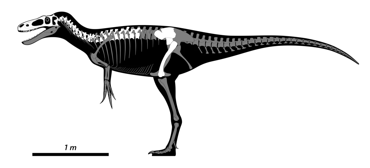 Xiongguanlong baimoensis skeletal reconstruction: known bones white, missing regions grey.