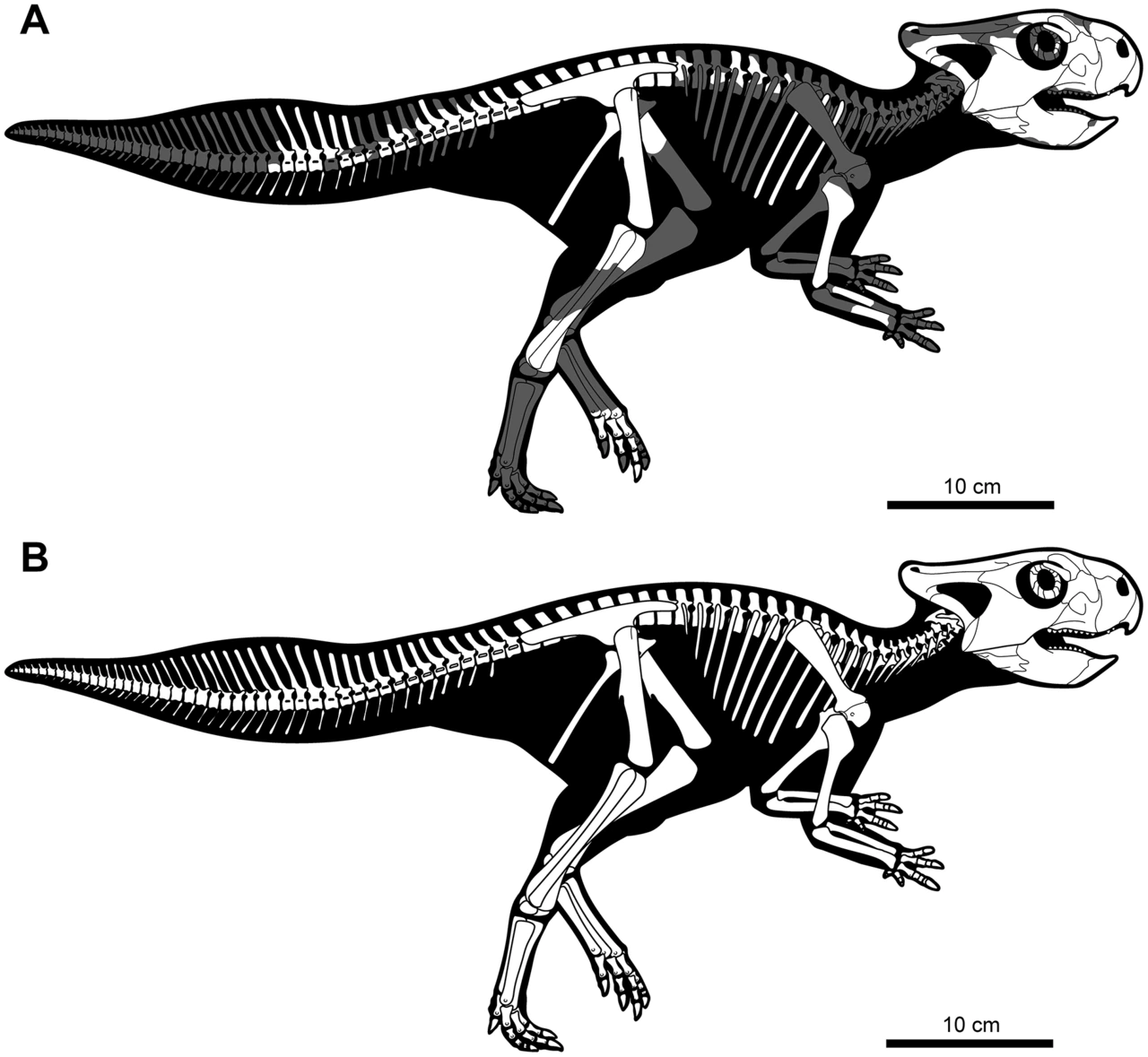 Skeletal reconstructions of juvenile Yamaceratops dorngobiensis MPC-D100/553.