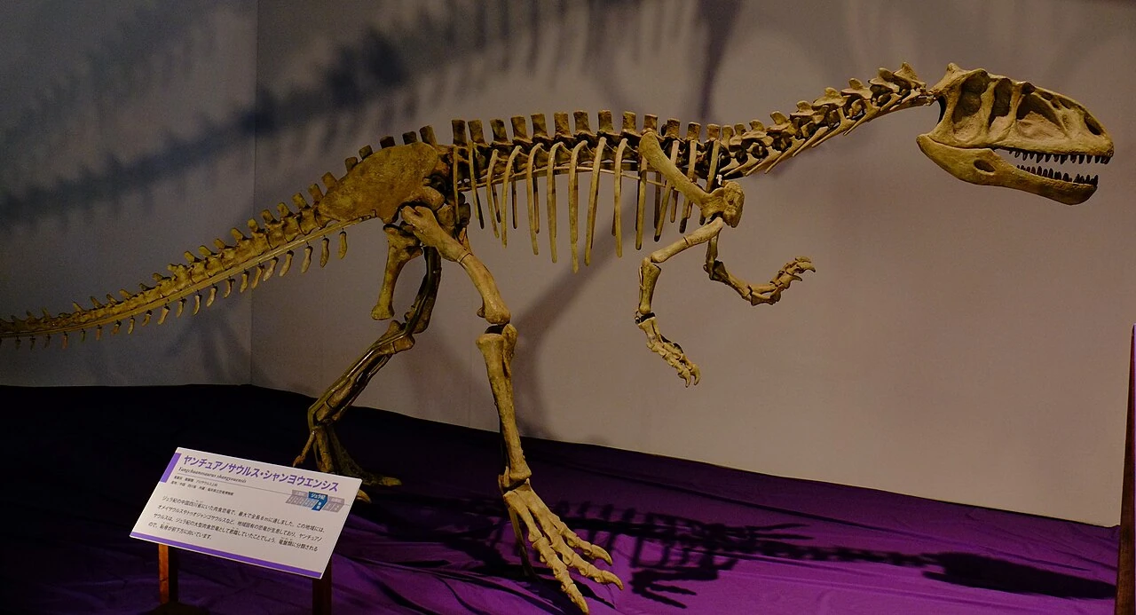 Yangchuanosaurus skeletal mount labeled Yangchuanosaurus shangyouensis in a museum display.