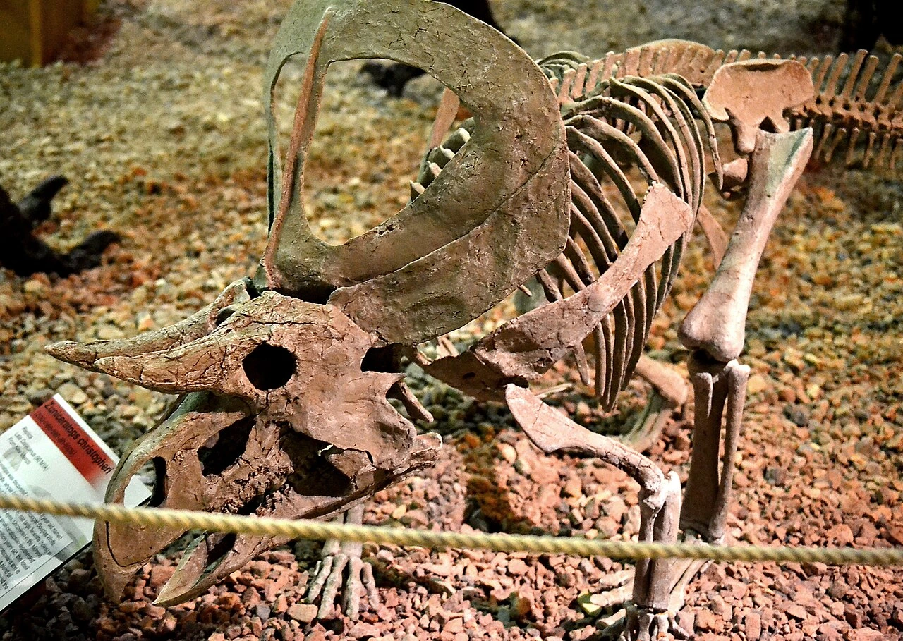 Mounted Zuniceratops skeletal reconstruction at the Wyoming Dinosaur Center.
